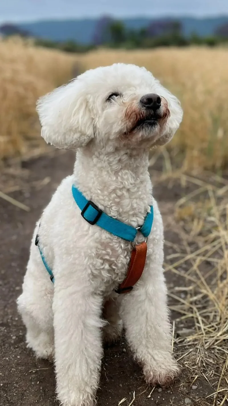 nando con pretal en paseo al aire libre