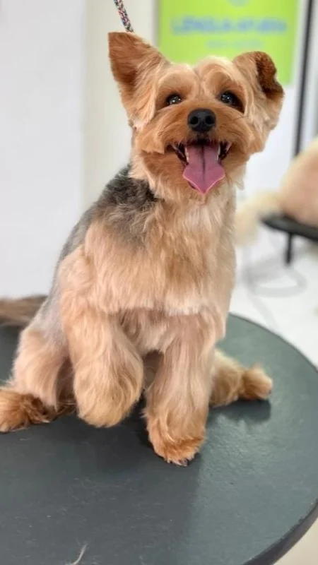 cachito contento despues de su servicio