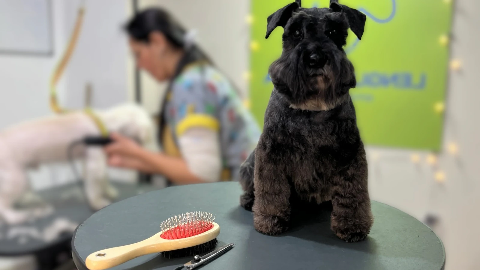perro de color negro luego de haber recibido su corte mientras en el fondo estan realizando otro corte