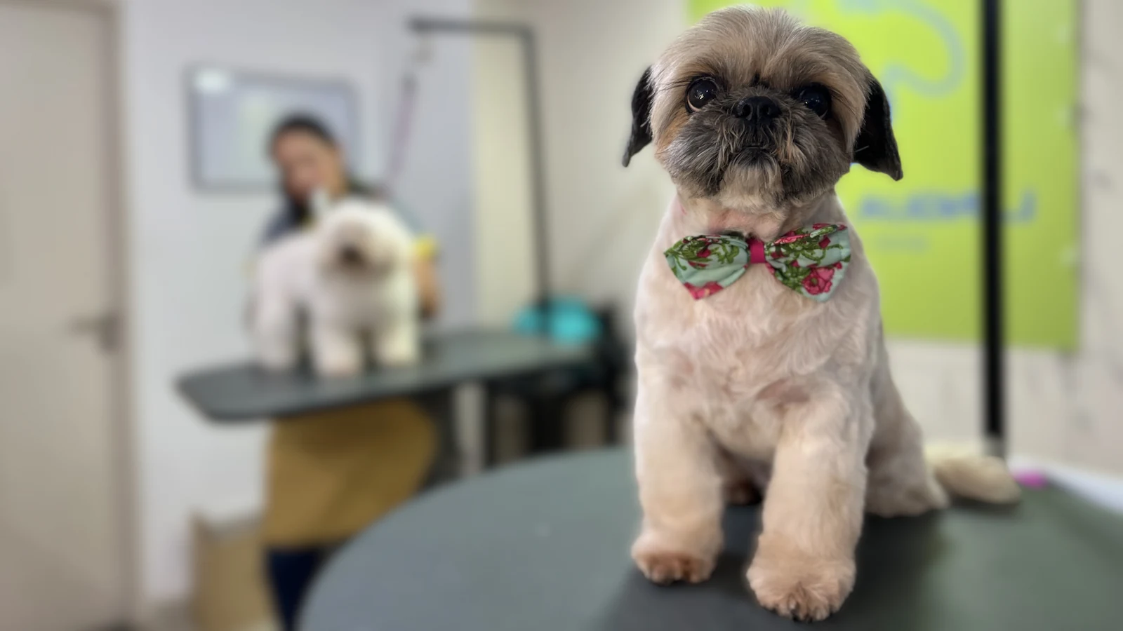 perro con moño contento con su corte de pelo mientras en el fondo estan realizando otro corte