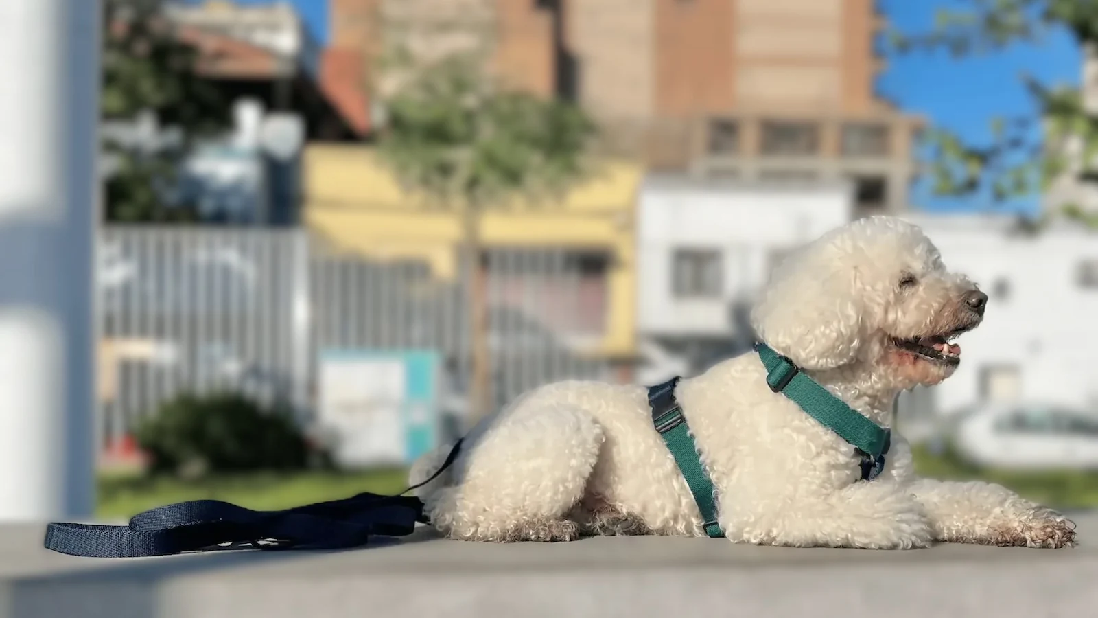 perro con pretal H descansando en la plaza