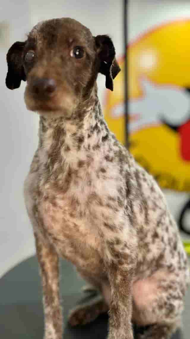 Canela