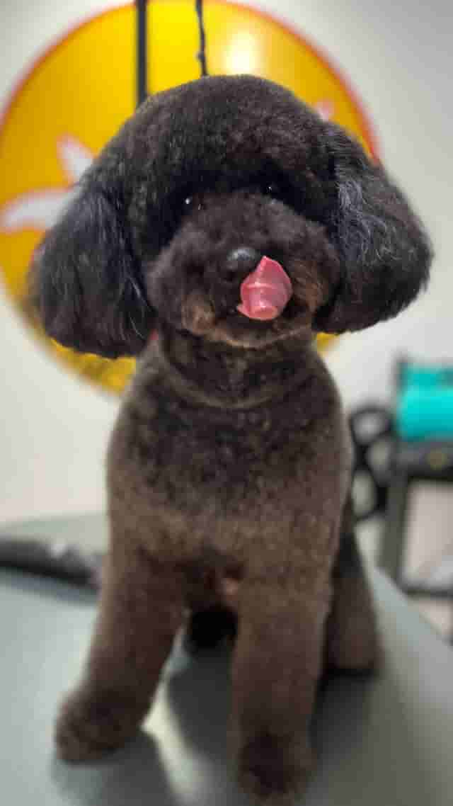 Coco