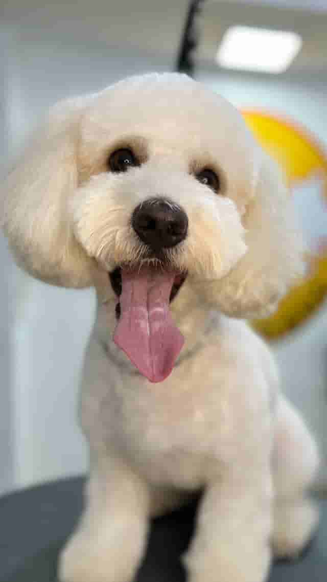 Felipe