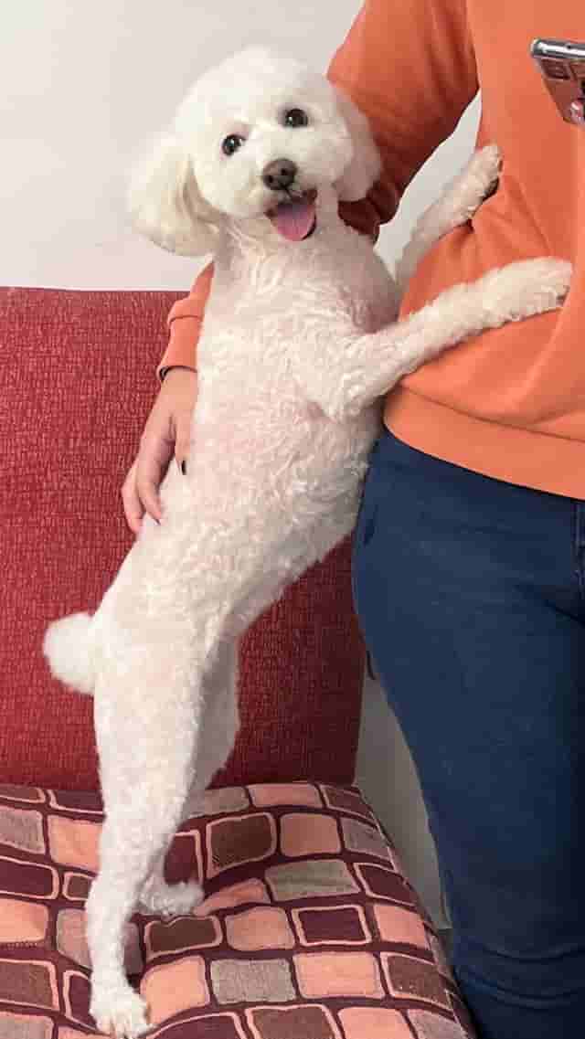 Lola