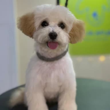 imagen de Maicena en seccion de comentario