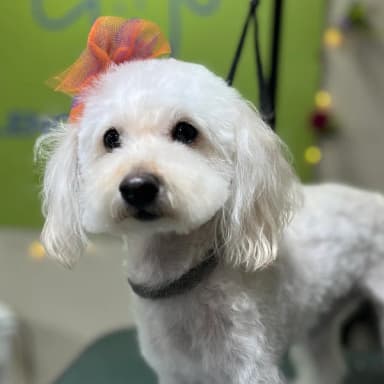 imagen de Miku en seccion de comentario