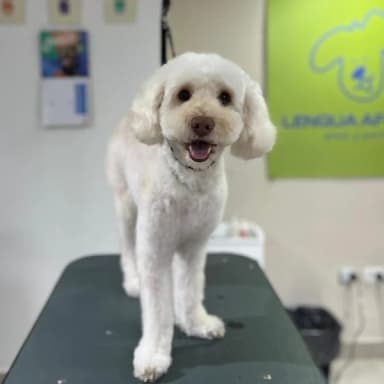 imagen de Nala en seccion de comentario