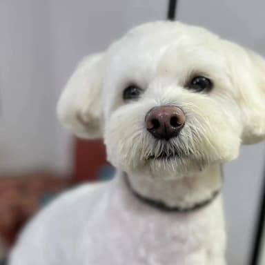 imagen de Pedro en seccion de comentario