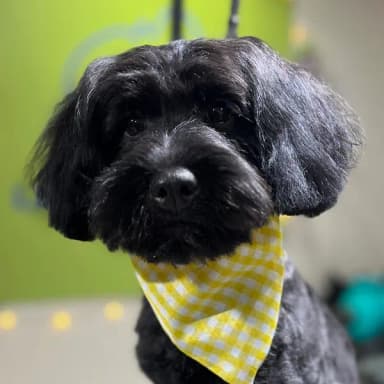 imagen de Poroto en seccion de comentario