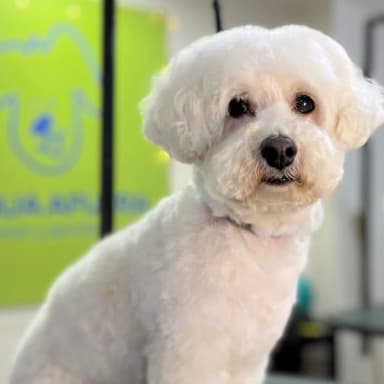 imagen de Simón en seccion de comentario