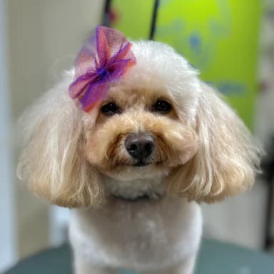 imagen de Umma en seccion de comentario